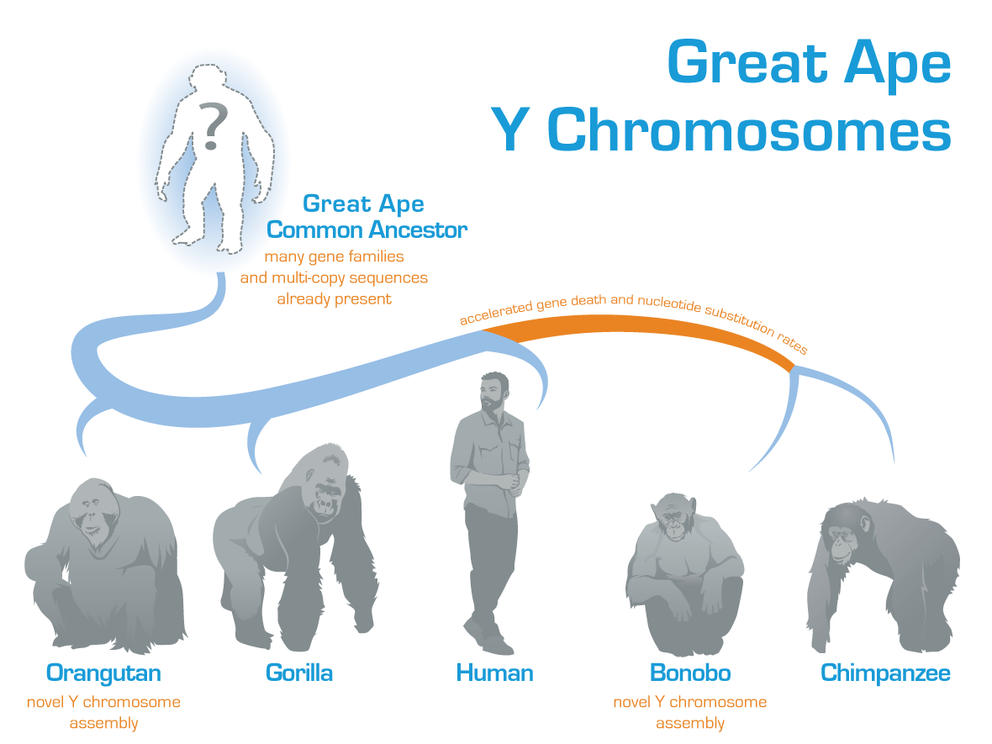 Dynamic evolution of great ape Y chromosomes | Monika Cechova